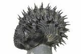 Enrolled Spiny Drotops Armatus Trilobite - Morocco #325666-5